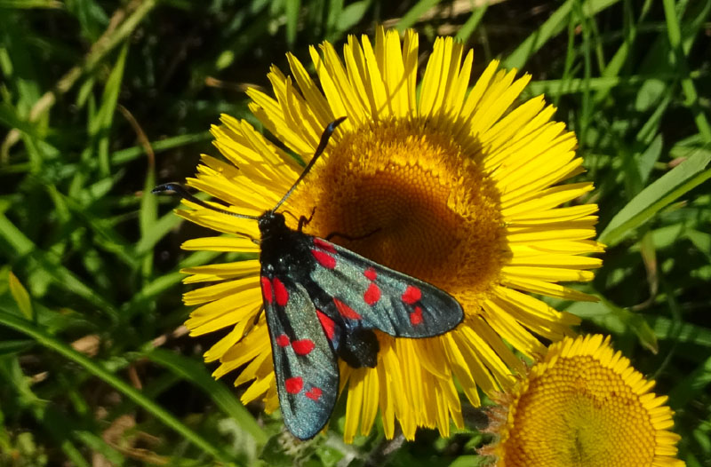 Zygaena (Zygaena) filipendulae - Zygaenidae